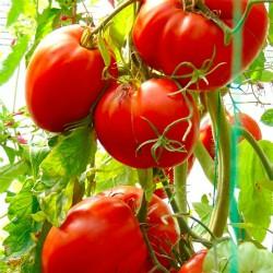 Tomates 03